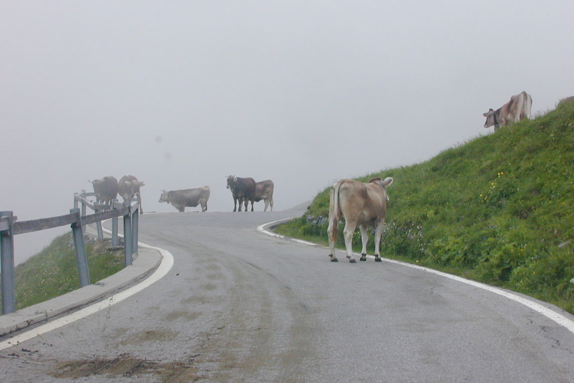 Cows in the Mist, Spluga Pass