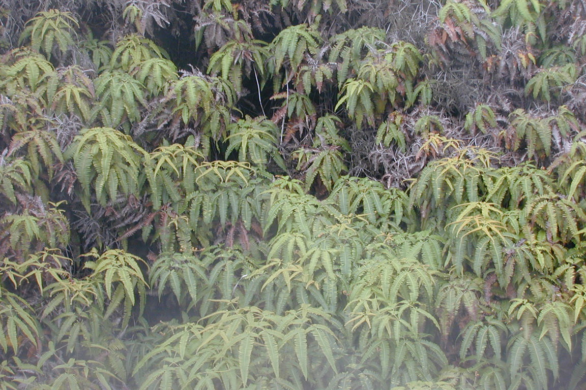 Big Island Ferns in steam vent