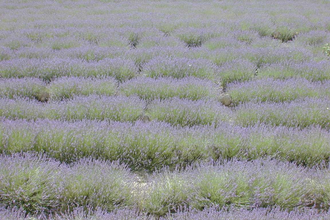 Lavender