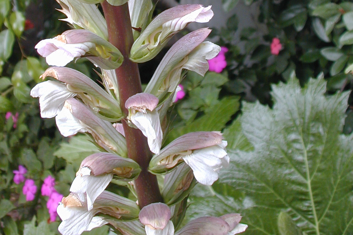 Flower, Guatemala