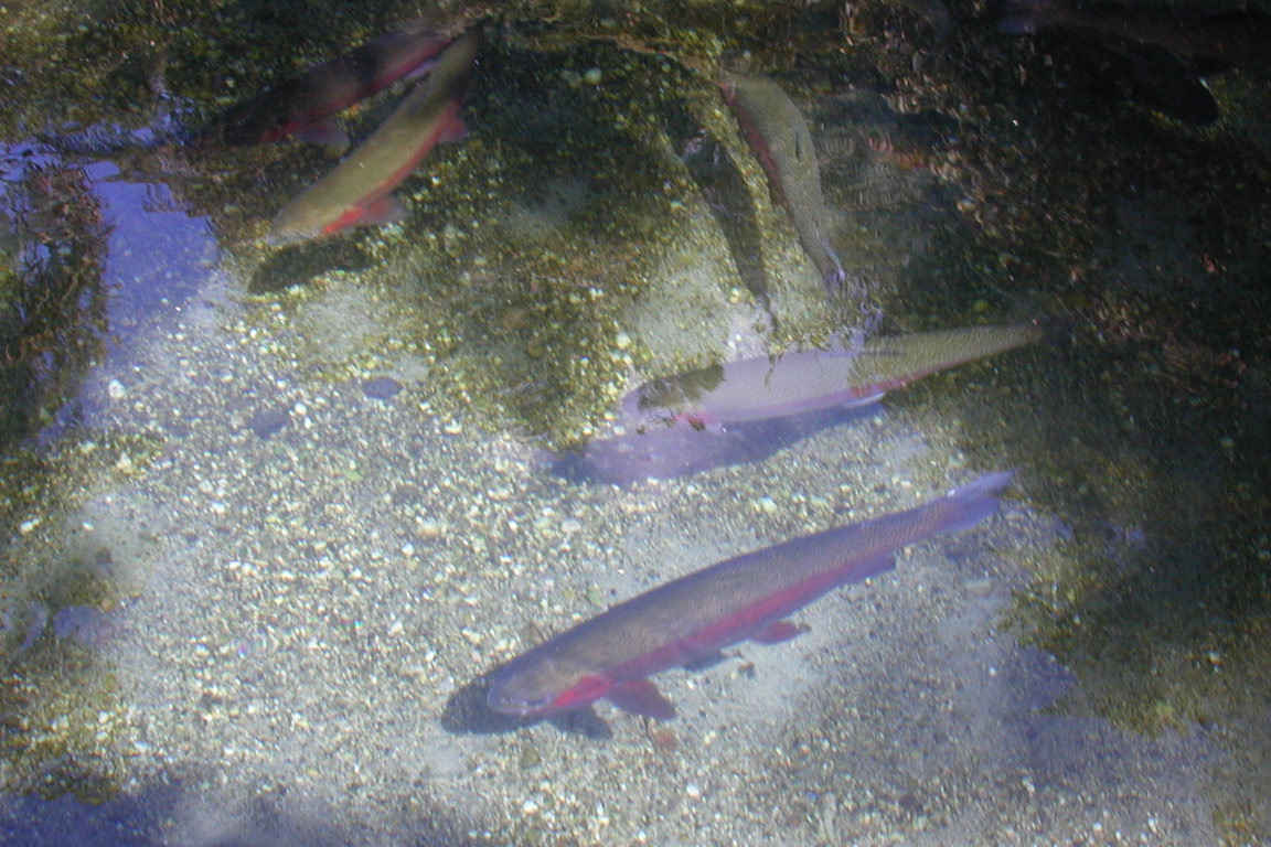 Trout, Rainbow Springs NZ