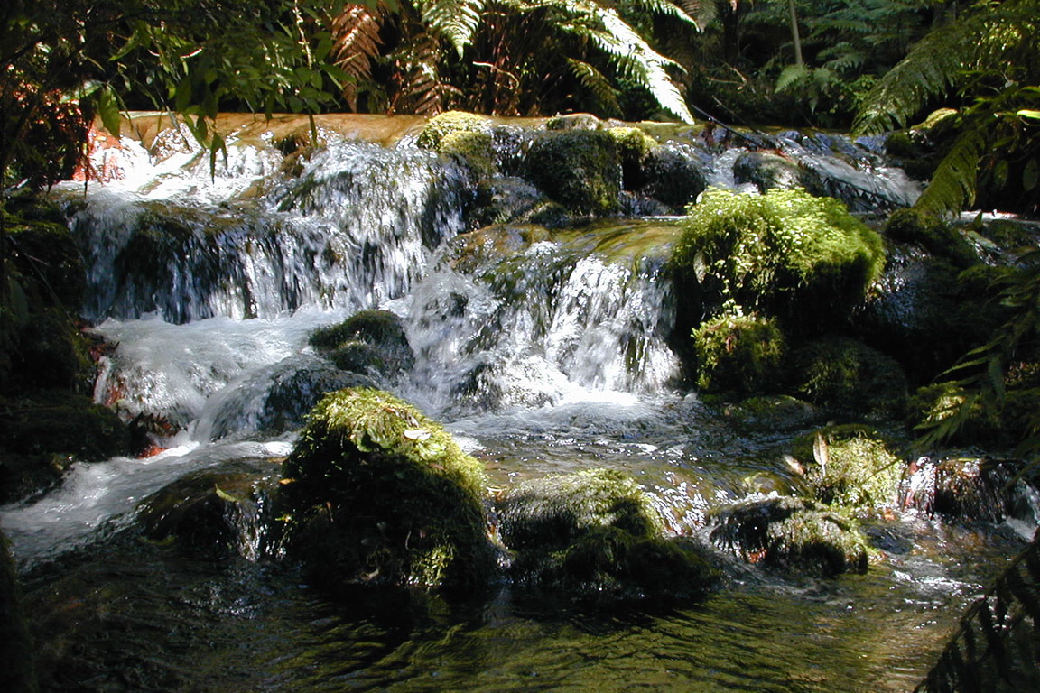 Trout Stream, NZ