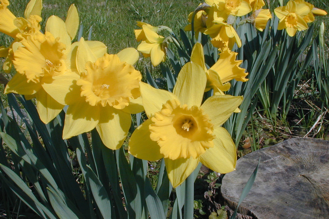 dafodils by stump