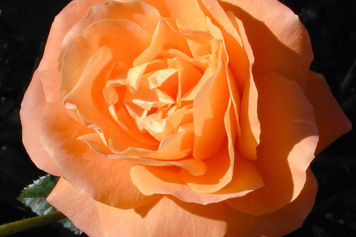 Rose 4