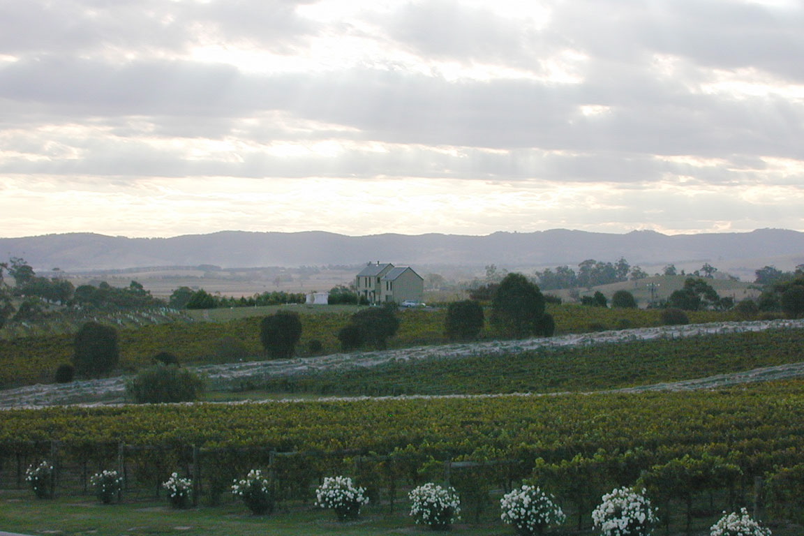 Vineyard outside Melbourne Australia