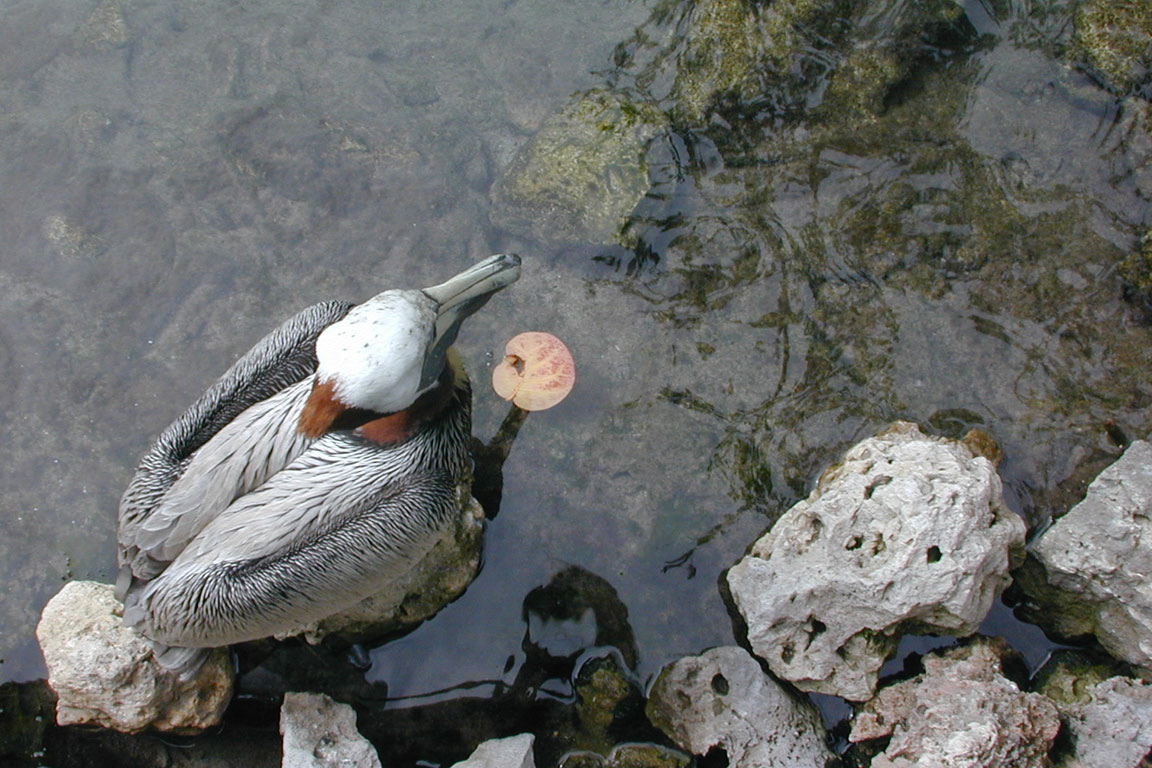 Pelican at the Miami Seaquarium