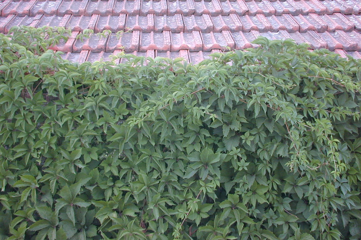 Provence Greenery