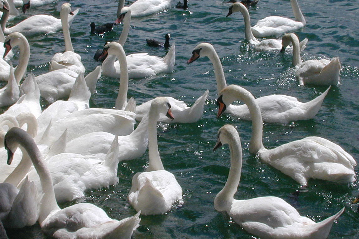Swan Chaos 2