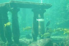 The big tank at the Miami Seaquarium