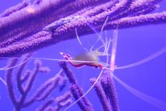 Shrimp, Miami Seaquarium