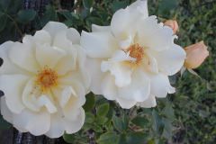 Roses along the fence
