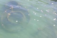 Pearl Harbor Memorial