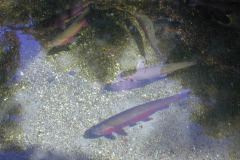 Trout, Rainbow Springs NZ