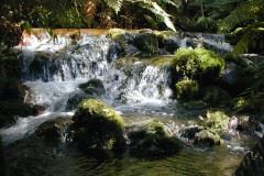 Trout Stream, NZ
