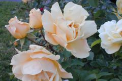 Roses along the fence II