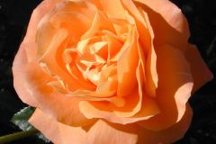 Rose 4