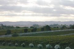 Vineyard outside Melbourne Australia