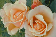 Roses along the fence III