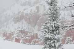Bryce Canyon in Snow I