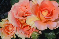 Roses 5