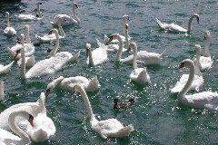 Swan Chaos I