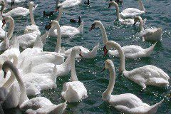 Swan Chaos 2